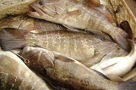 Image de la catégorie Poissons