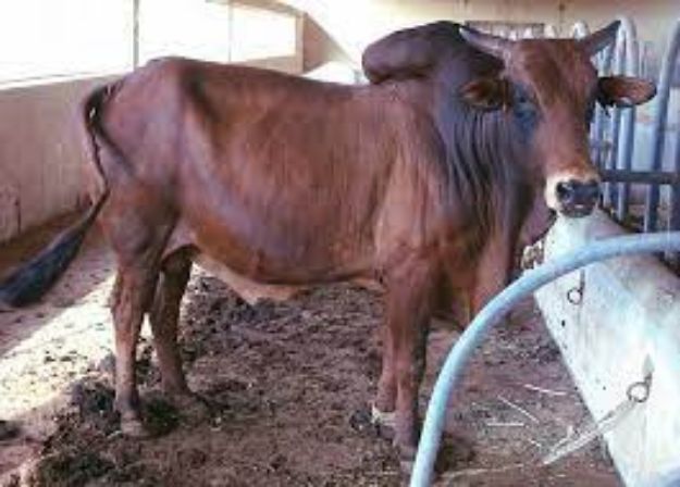 Image de Boeuf Azawak